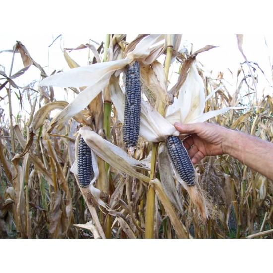 Синяя кукуруза Хопи
