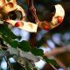 Красное бисерное дерево (Adenanthera pavonina)