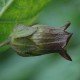 Белладонна Лекарственная (Atropa belladonna)