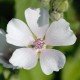 Алтей лекарственный (Althaea officinalis)