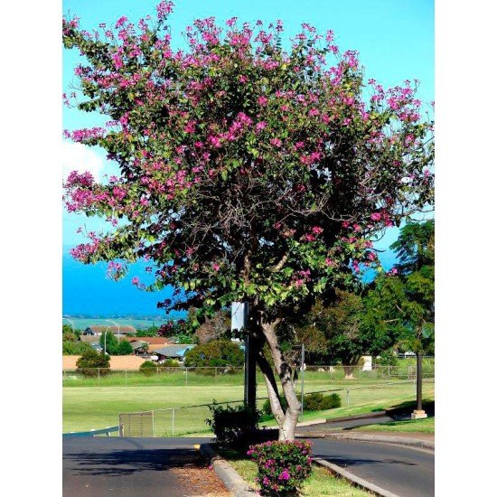 Баугиния пестрая (орхидейное дерево)