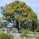 Камфорное дерево (Cinnamomum camphora)