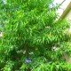 Рудракша (Elaeocarpus ganitrus)
