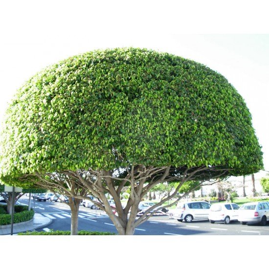 Фикус Бенджамина (Ficus Benjamina)