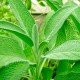 Шалфей лекарственный (Salvia Officinalis)
