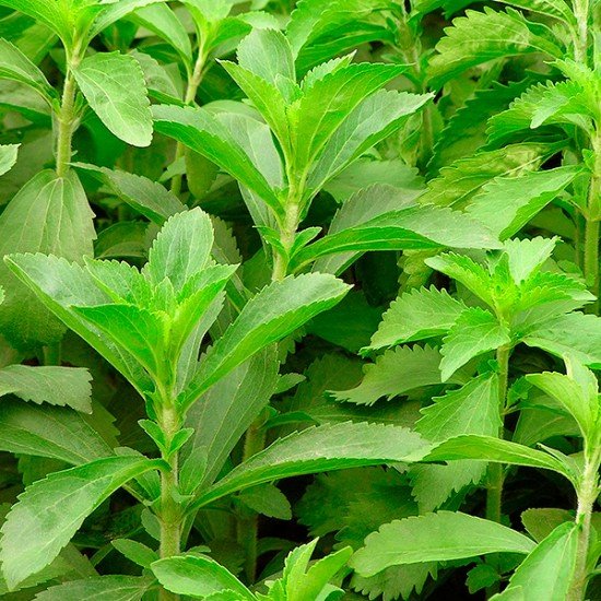 Стевия (Stevia rebaudiana)