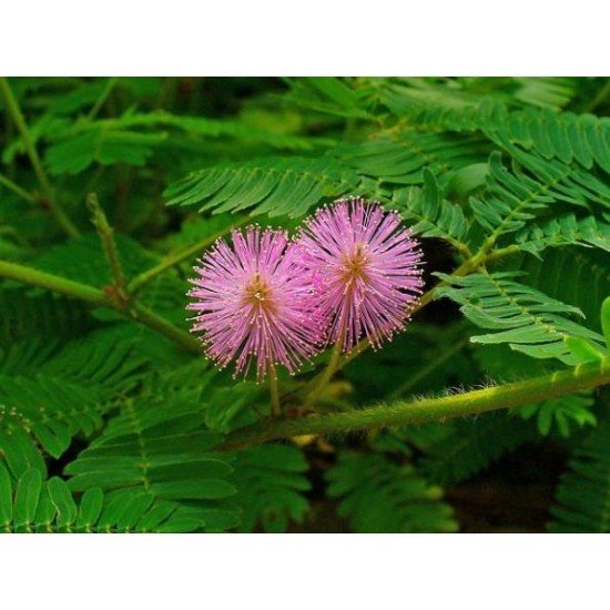 Мимоза Стыдливая (Mimosa Pudica)