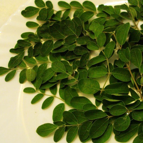 Моринга масличная (Moringa oleifera)