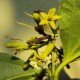 Чилибуха (Strychnos nux-vomica)