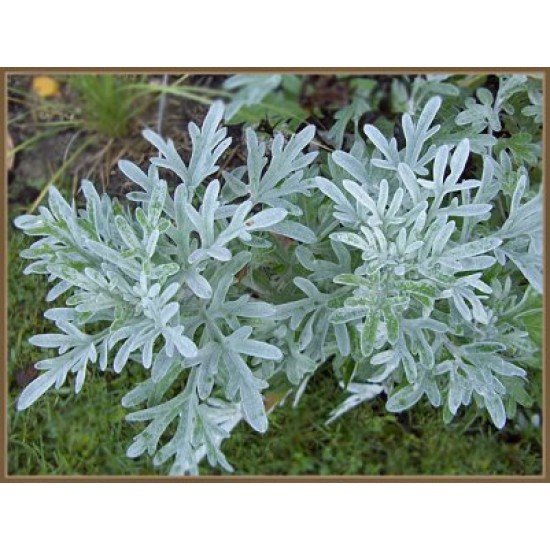 Полынь горькая (Artemisia Absinthium)