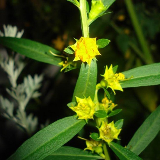 Хеймия иволистная (Heimia salicifolia)