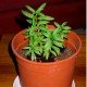 Хеймия иволистная (Heimia salicifolia)
