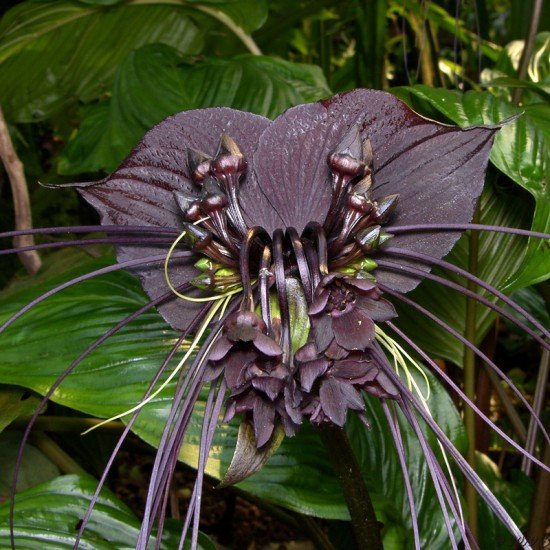 Black Bat Flower (Tacca chantrieri)
