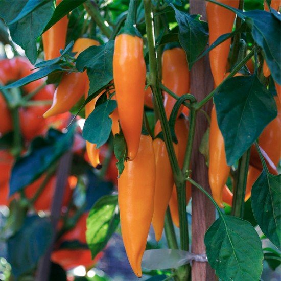Перец Bulgarian Carrot