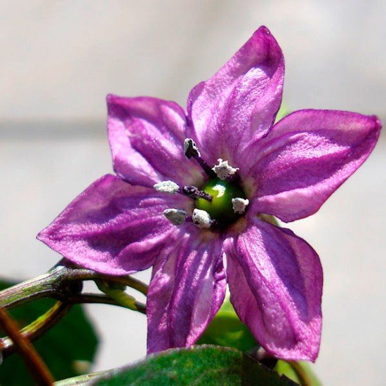 Перец Serrano Purple