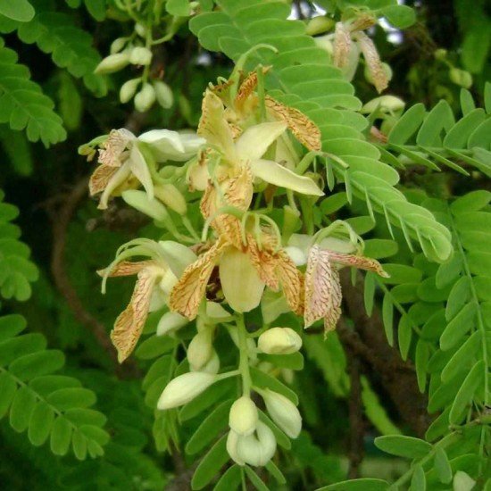 Тамаринд (Tamarindus indica)