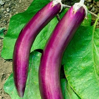 🌱 Купить Семена баклажана длинного фиолетового Long Purple Italian