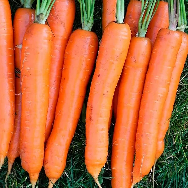 Морковь Осенний Король Описание Сорта Фото Отзывы
