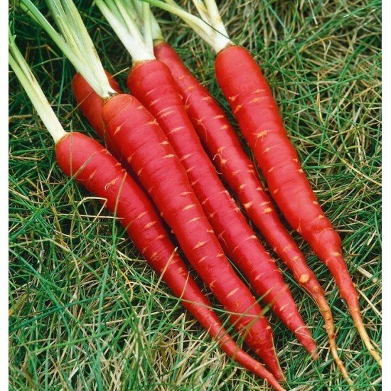 Морковь Красный Самурай