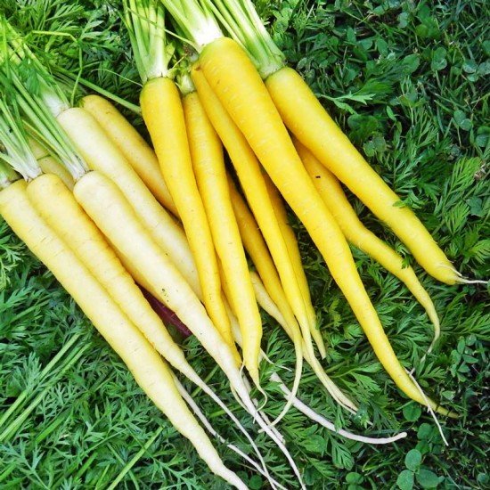 Морковь Solar Yellow