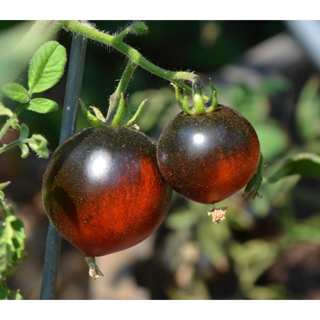 Как выглядят черные помидоры. Гаргамель томат. Черный Негус томат. Томат яблоко индиго (Indigo Apple). Томат фиолетовый Джаспер.